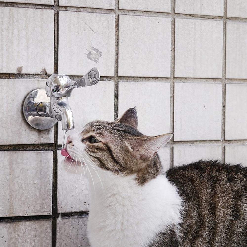 A cat drinking water directly from a faucet against a tiled wall